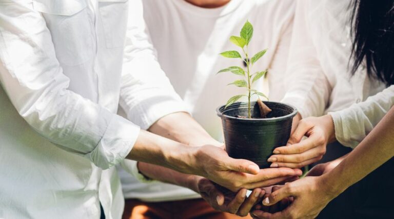 Imagen que simboliza el team building, con las manos entrelazadas sujetando una planta.