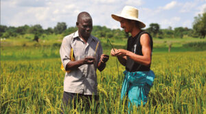 Fotografía de dos personas en medio de un cultivo de arroz del programa Voluntarios ONU dentro de los Proyectos de Voluntariado internacional